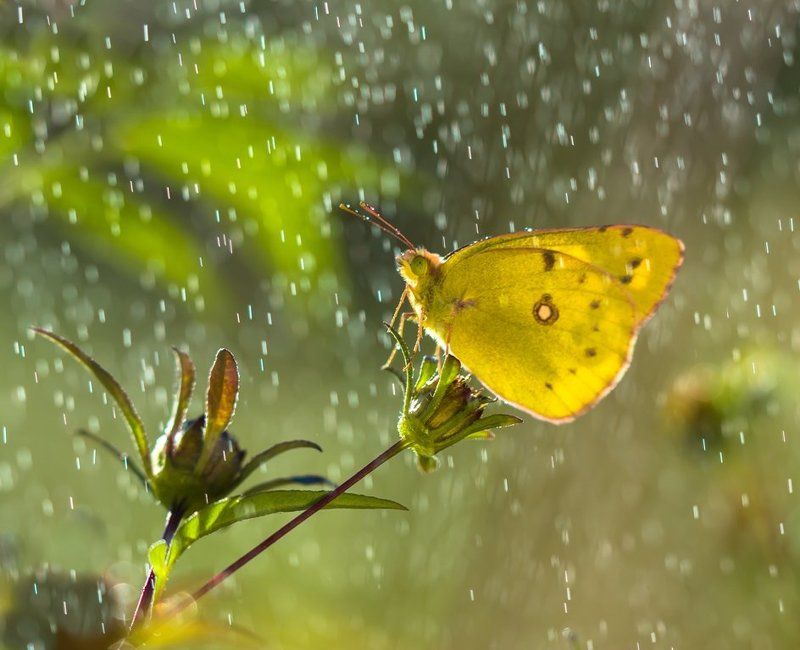 Купаясь в капельках рассвета... фото превью