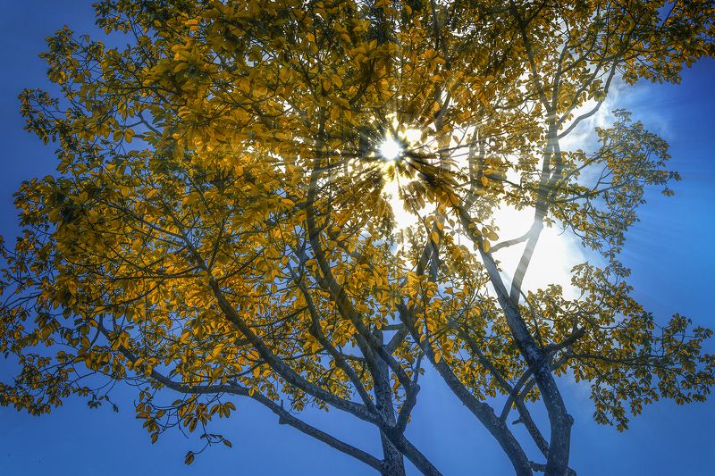 Autumn фото превью