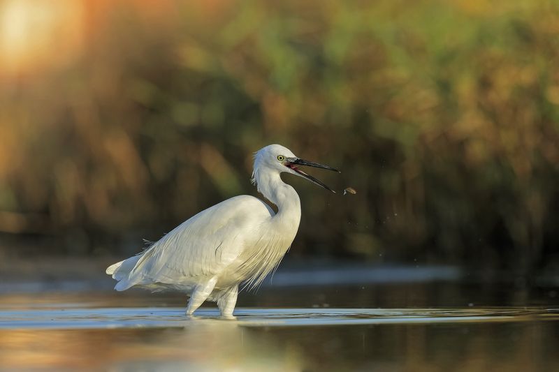 Garzetta фото превью