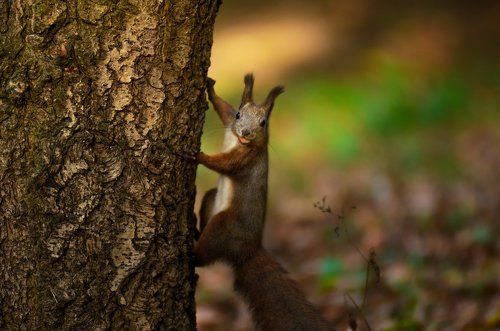 Беличьи будни