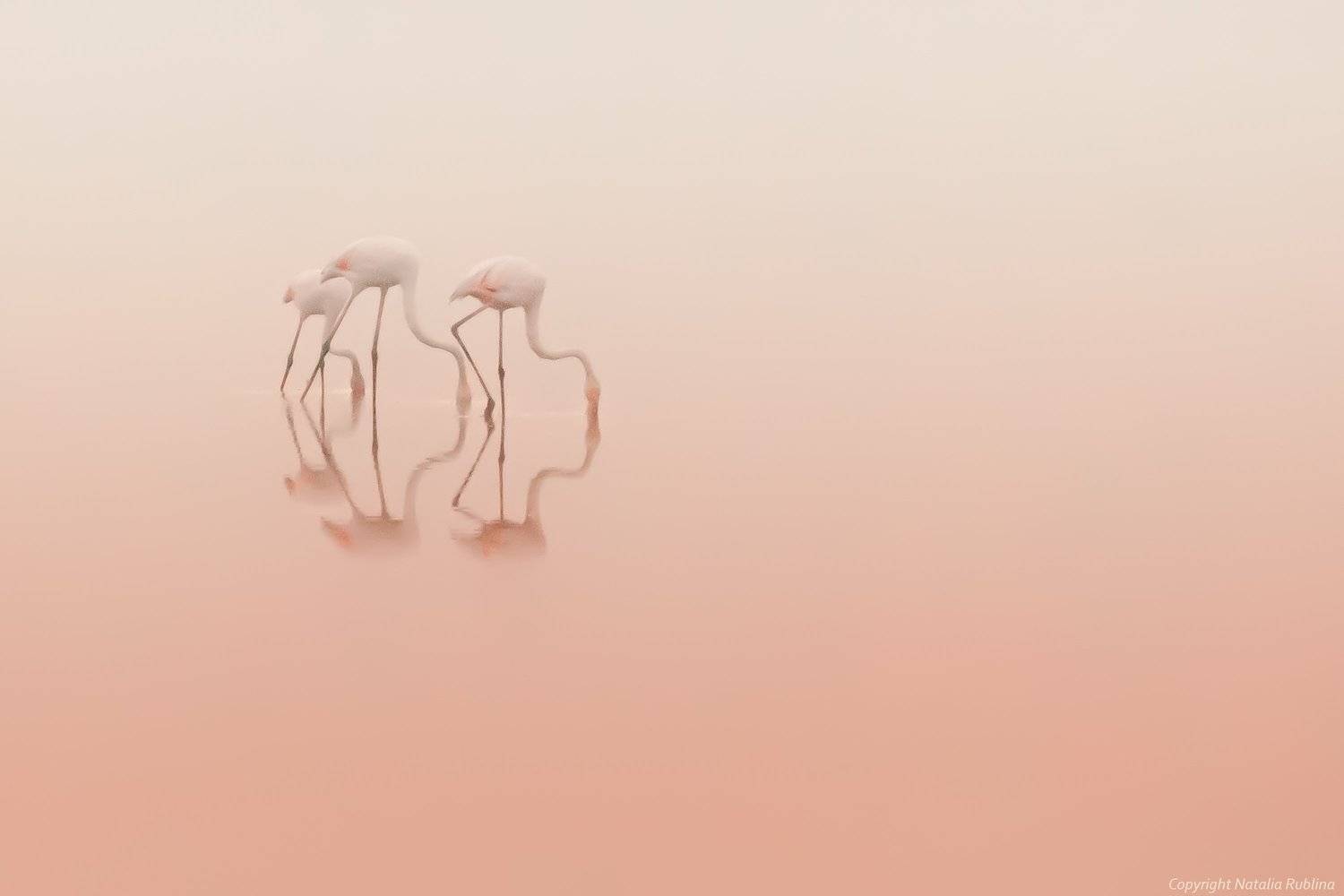 безмолвие, безмятежность,тишина, настроение, нежность, трио, озеро, природа, птицы, рассвет, спокойствие,утро, фламинго, розовый, Наталья Рублина