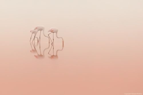 Розовая тишина...