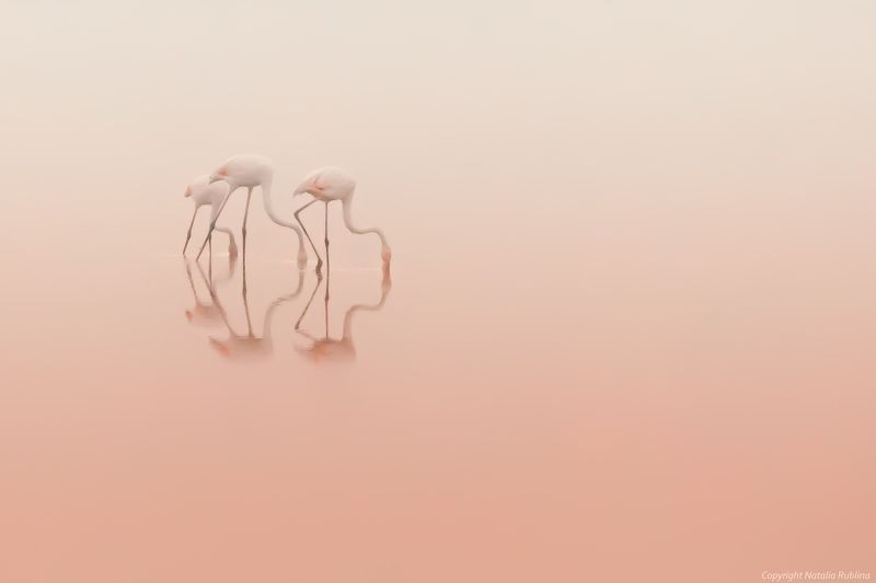 безмолвие, безмятежность,тишина, настроение, нежность, трио, озеро, природа, птицы, рассвет, спокойствие,утро, фламинго, розовый Розовая тишина... фото превью