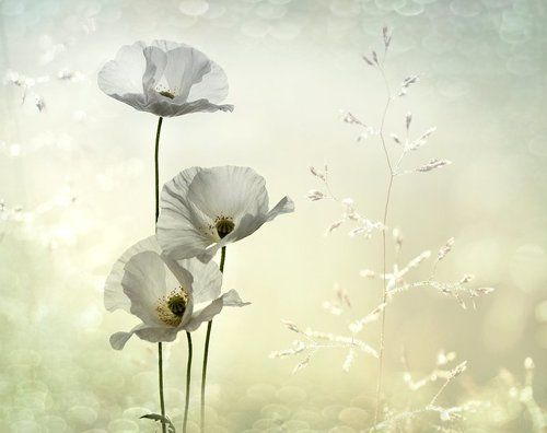 Летние грёзы...