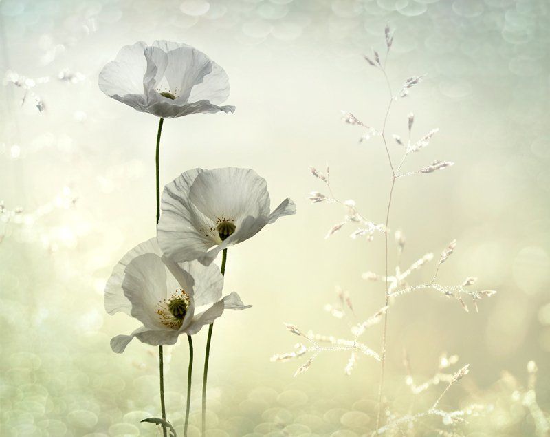 лето, белые маки, нежность, природа Летние грёзы... фото превью