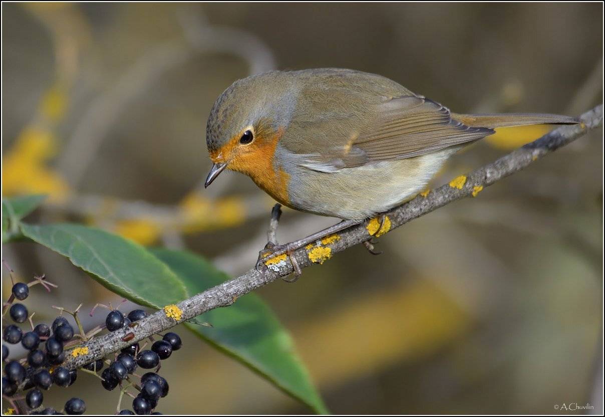 Зарянка прица, Александр Чувилин