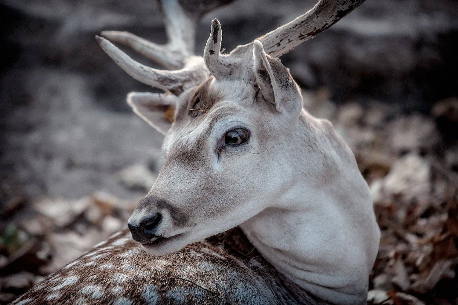олень, портрет, встреча, Александр Авилов