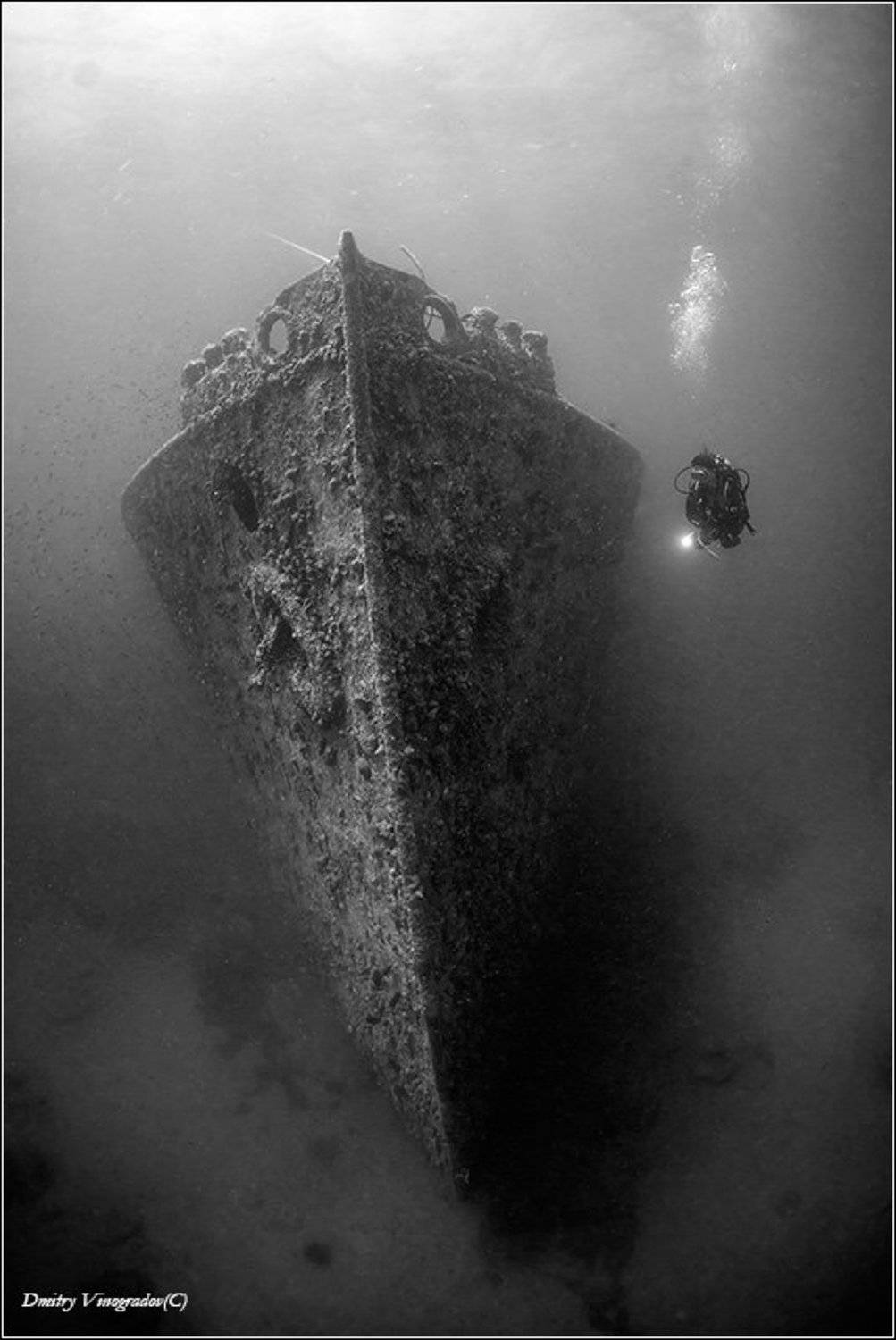 , Дмитрий Виноградов