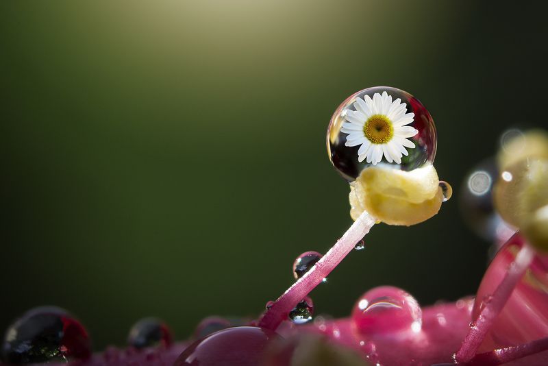 Water Drop фото превью