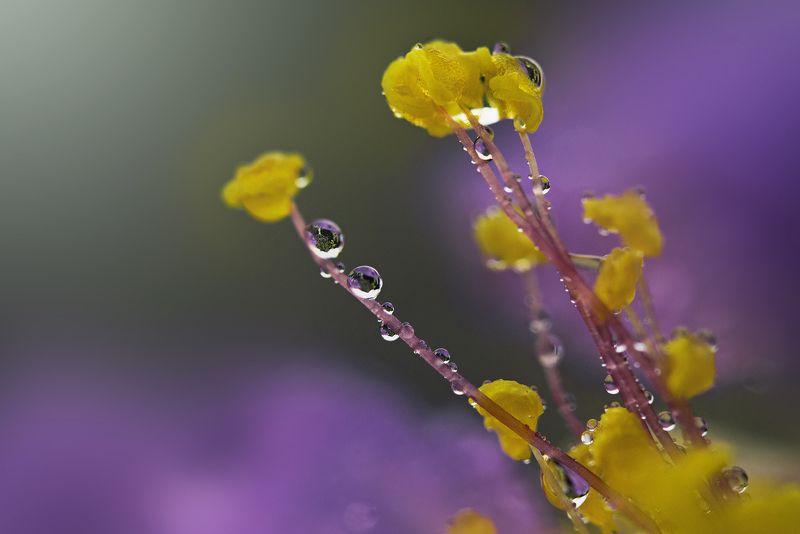 Water Drop фото превью