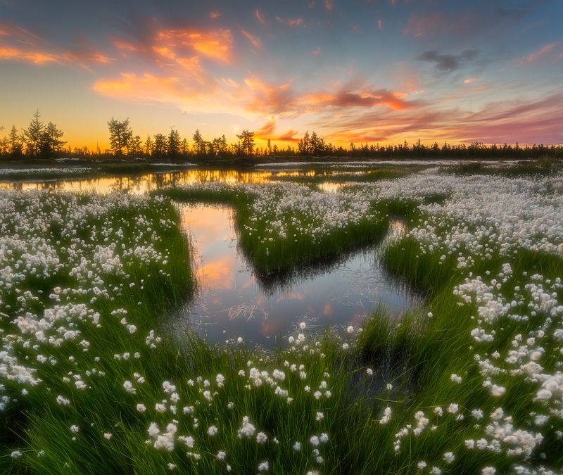 Закат, Лето, Новый уренгой, Пушица, Ямал Пушистый закат фото превью