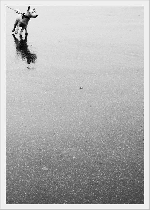 , Krzysztof Trojanowski