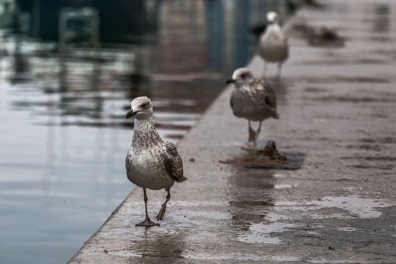 Крым Утренний променад в Балаклаве фото превью