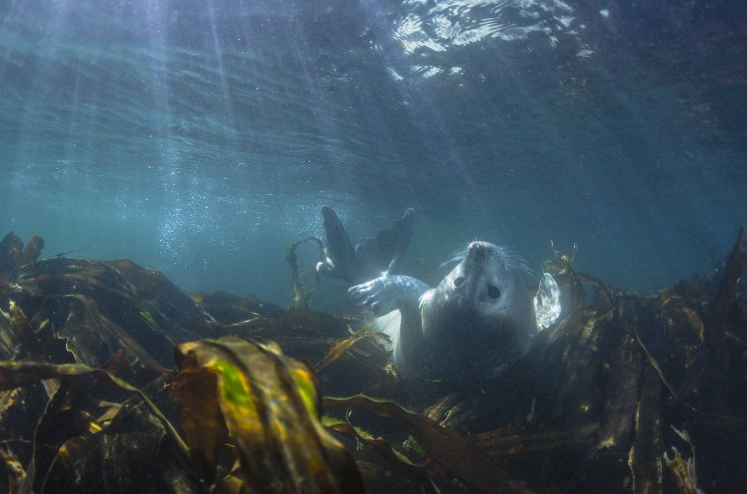 , Дмитрий Старостенков