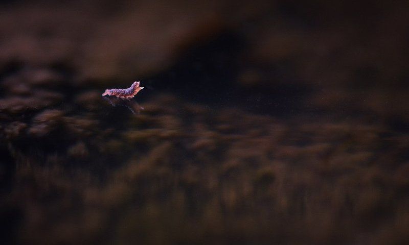 Тюлень. фото превью