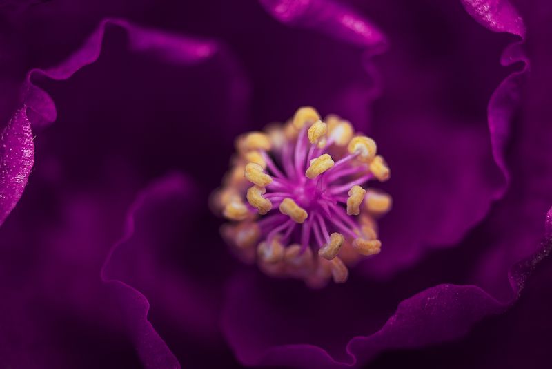Flower фото превью