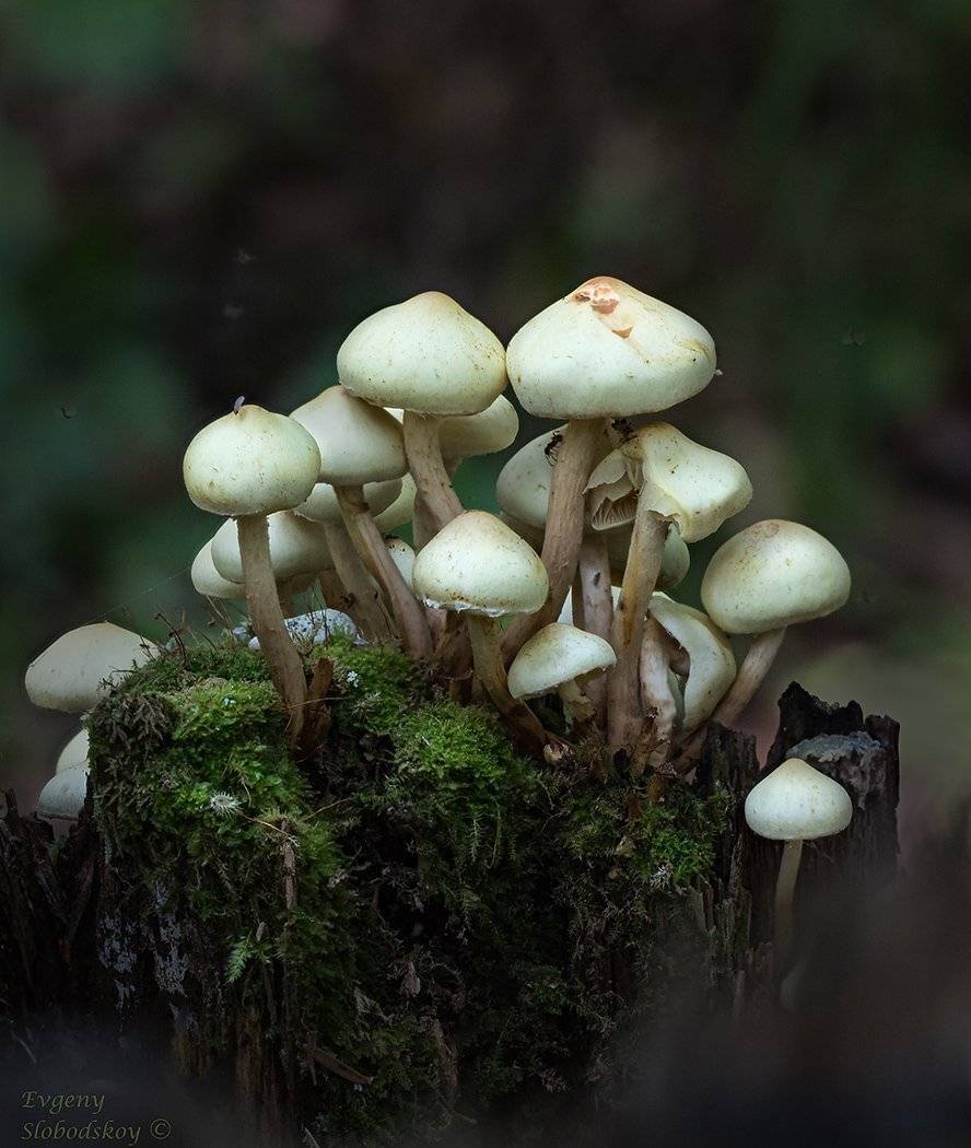 , Евгений Слободской