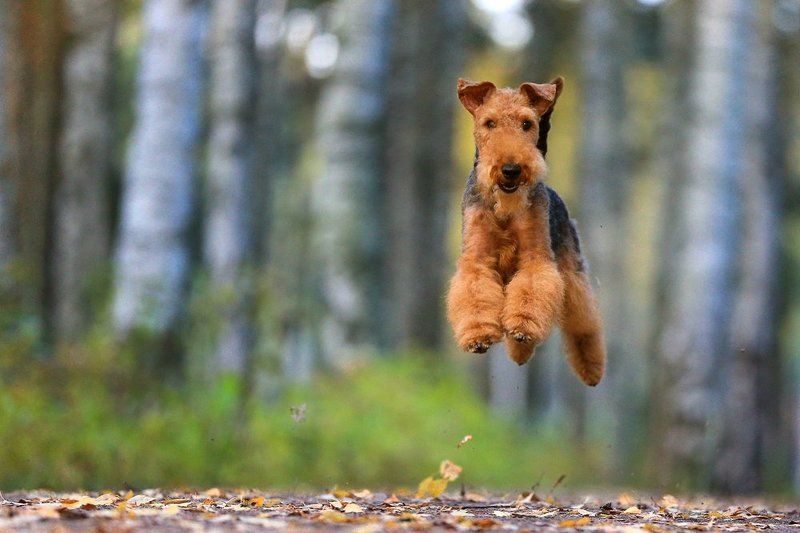 learn to fly фото превью