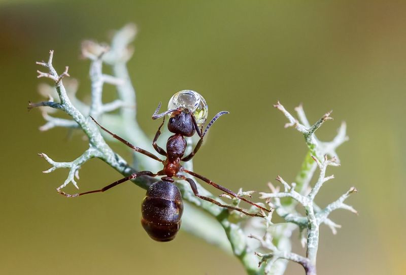 Растяжка фото превью