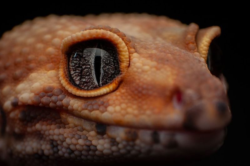 Tangerine Leopard Gecko фото превью
