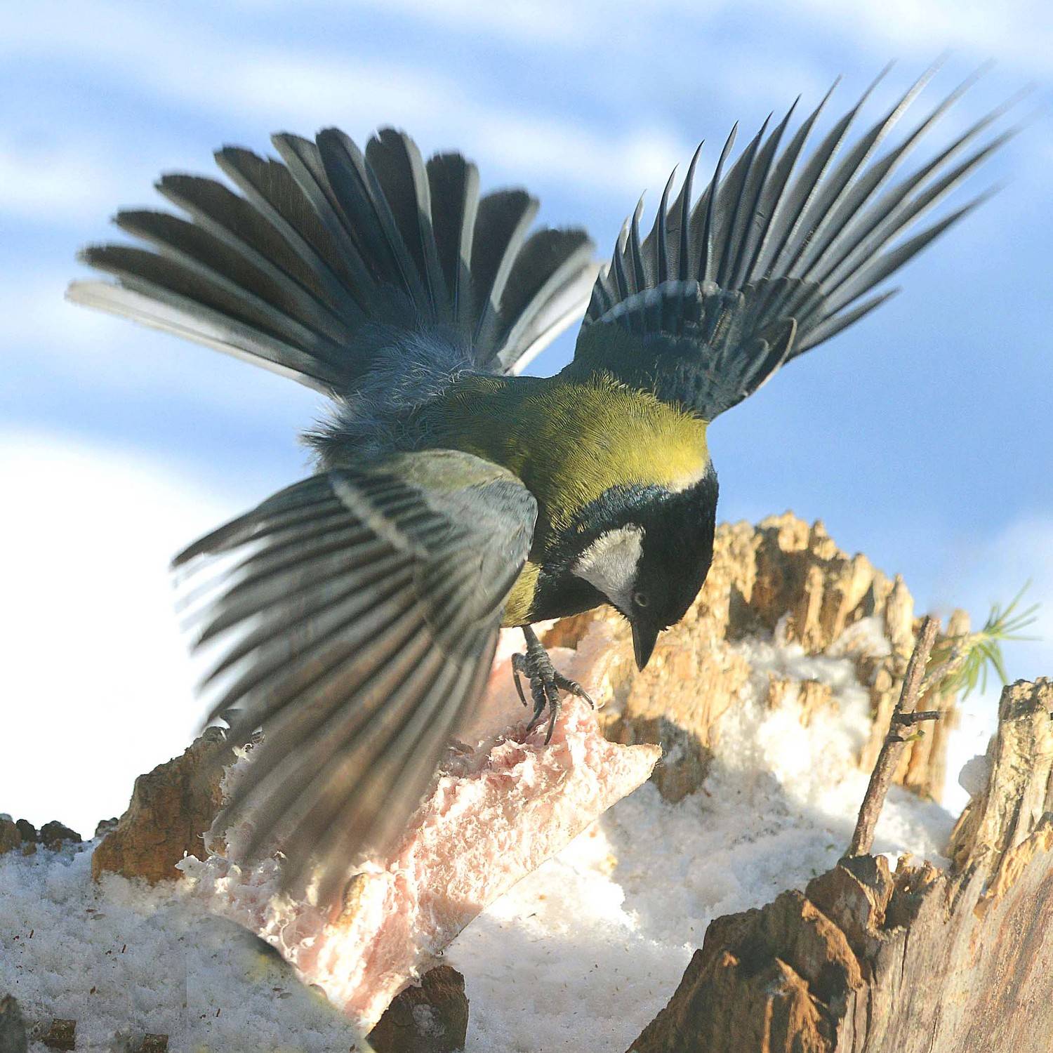 , Белоусов Михаил