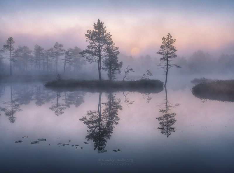 ... из жизни болотных островов ... фото превью
