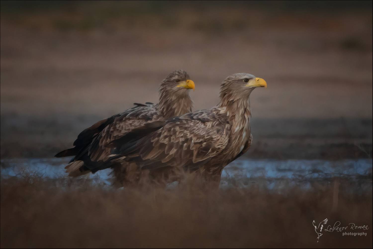 , Лобанов Роман