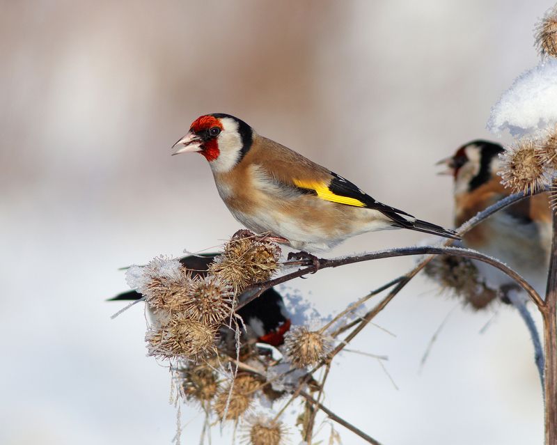 щегол, carduelis carduelis, european goldfinch, парк имени макса ашманна Зимние цветы фото превью