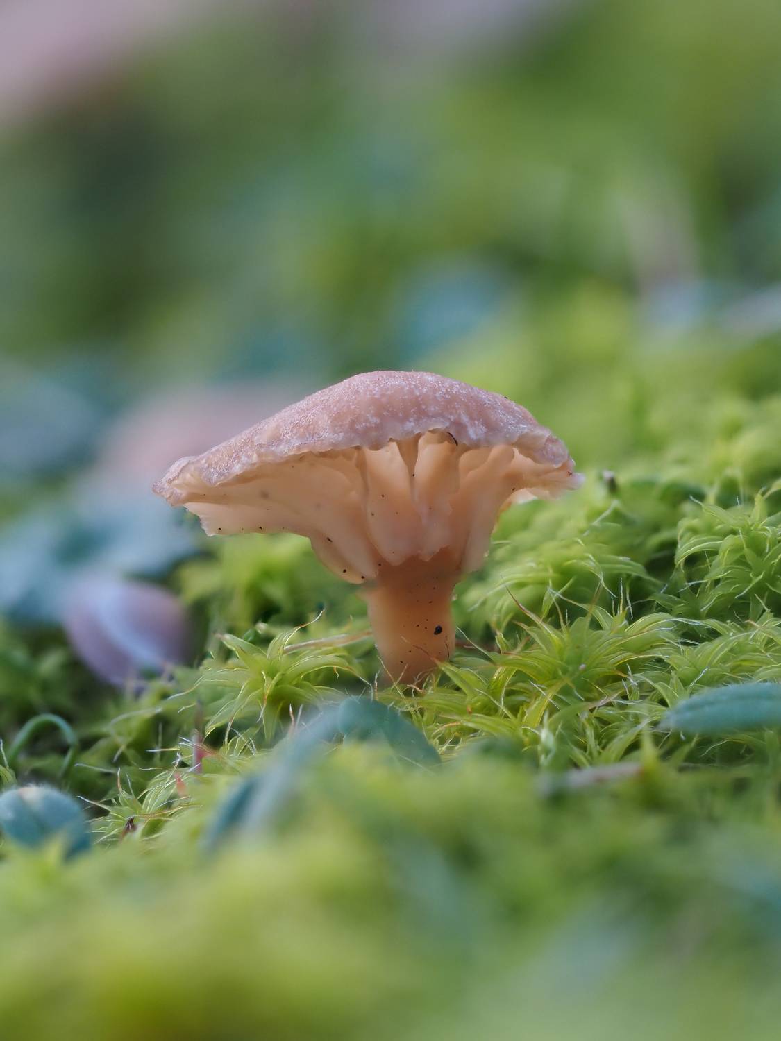 макро, гриб, мох, mushroom, macro, Протченко Ирина