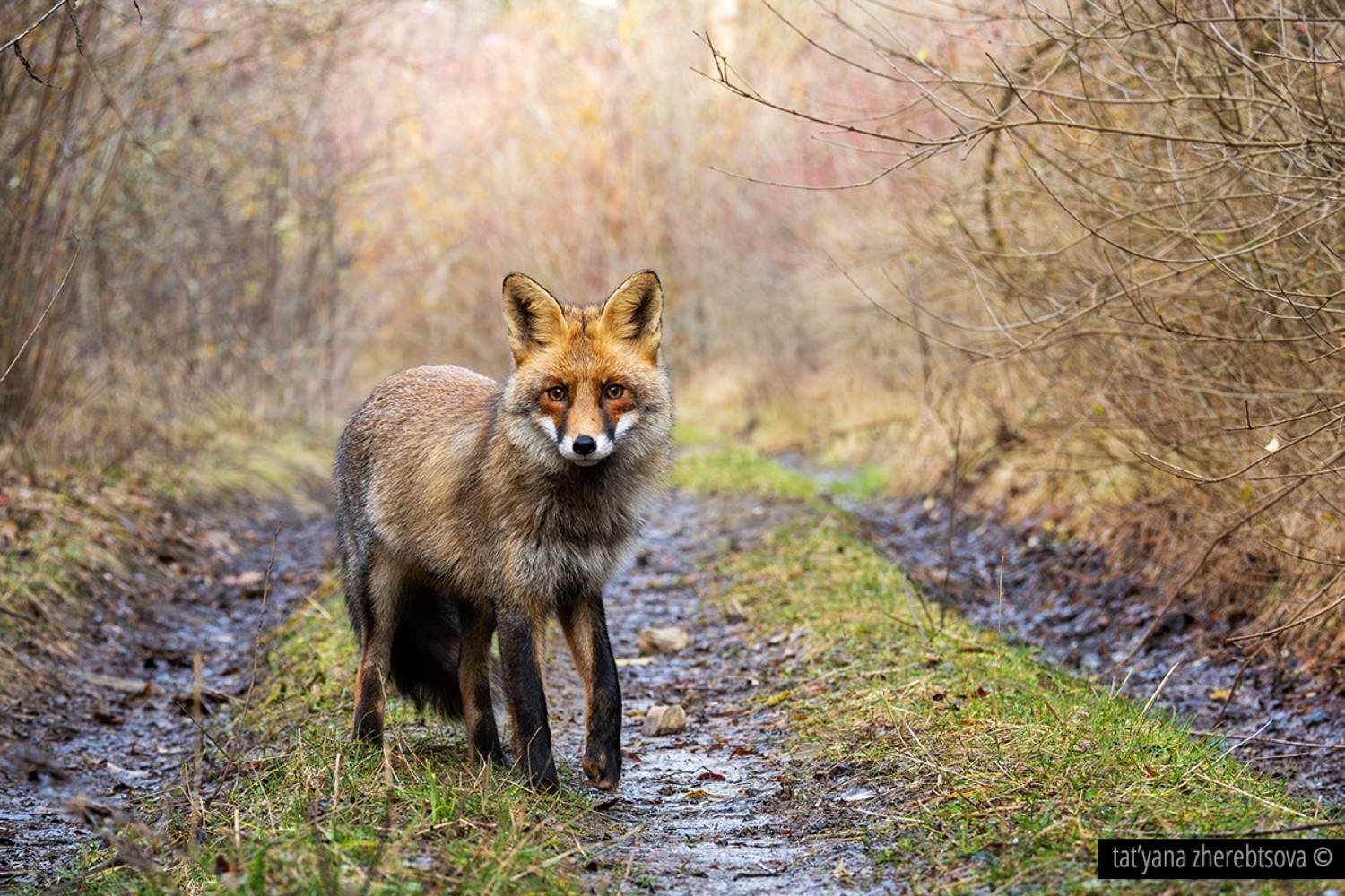 , Татьяна Жеребцова