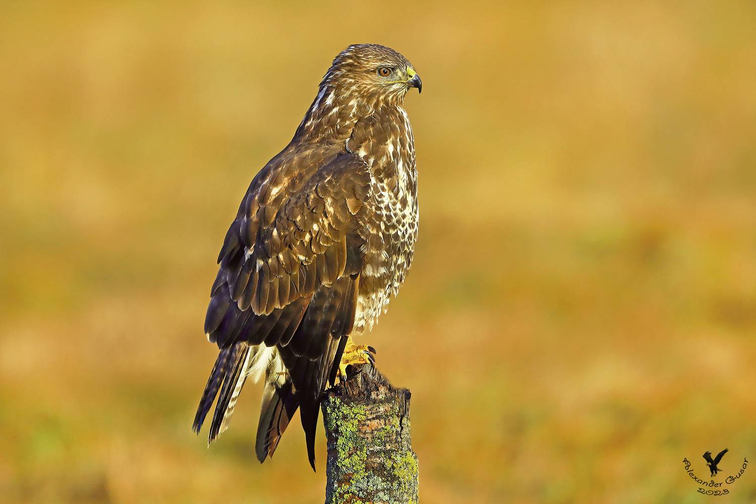 канюк, Гусар Александр