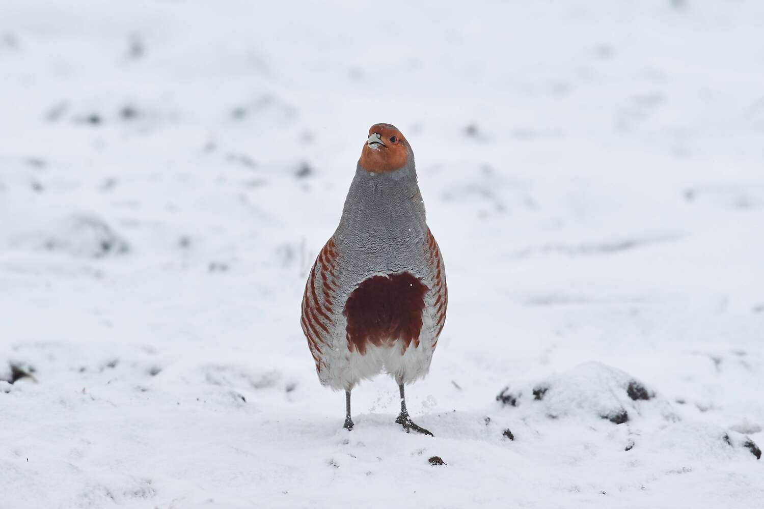 volgograd, russia, wildlife, bird, birds, birdswatching, Perdix perdix, , Сторчилов Павел