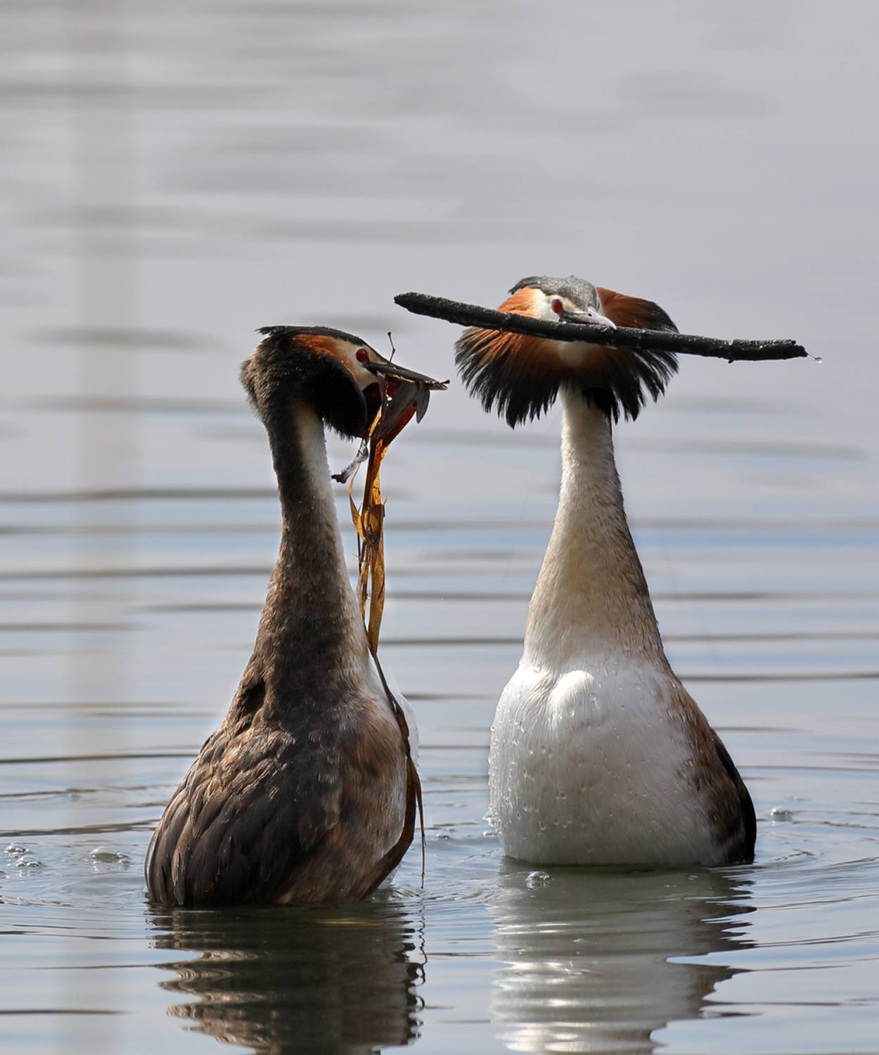 , Дмитрий Елисеев