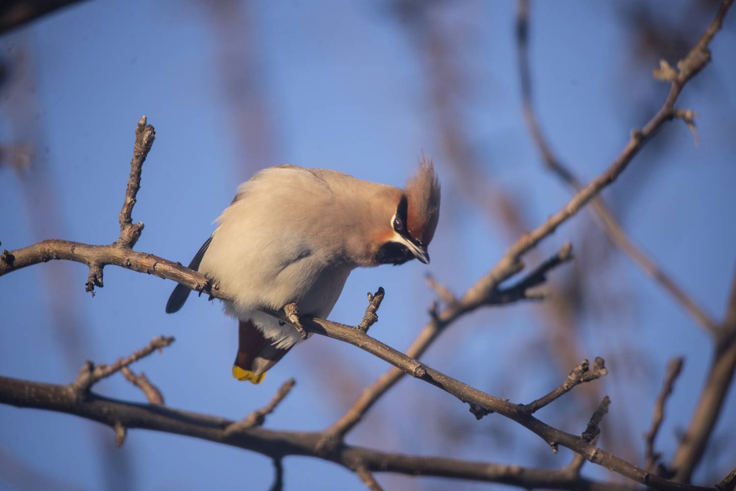 , Ольга Лукахина