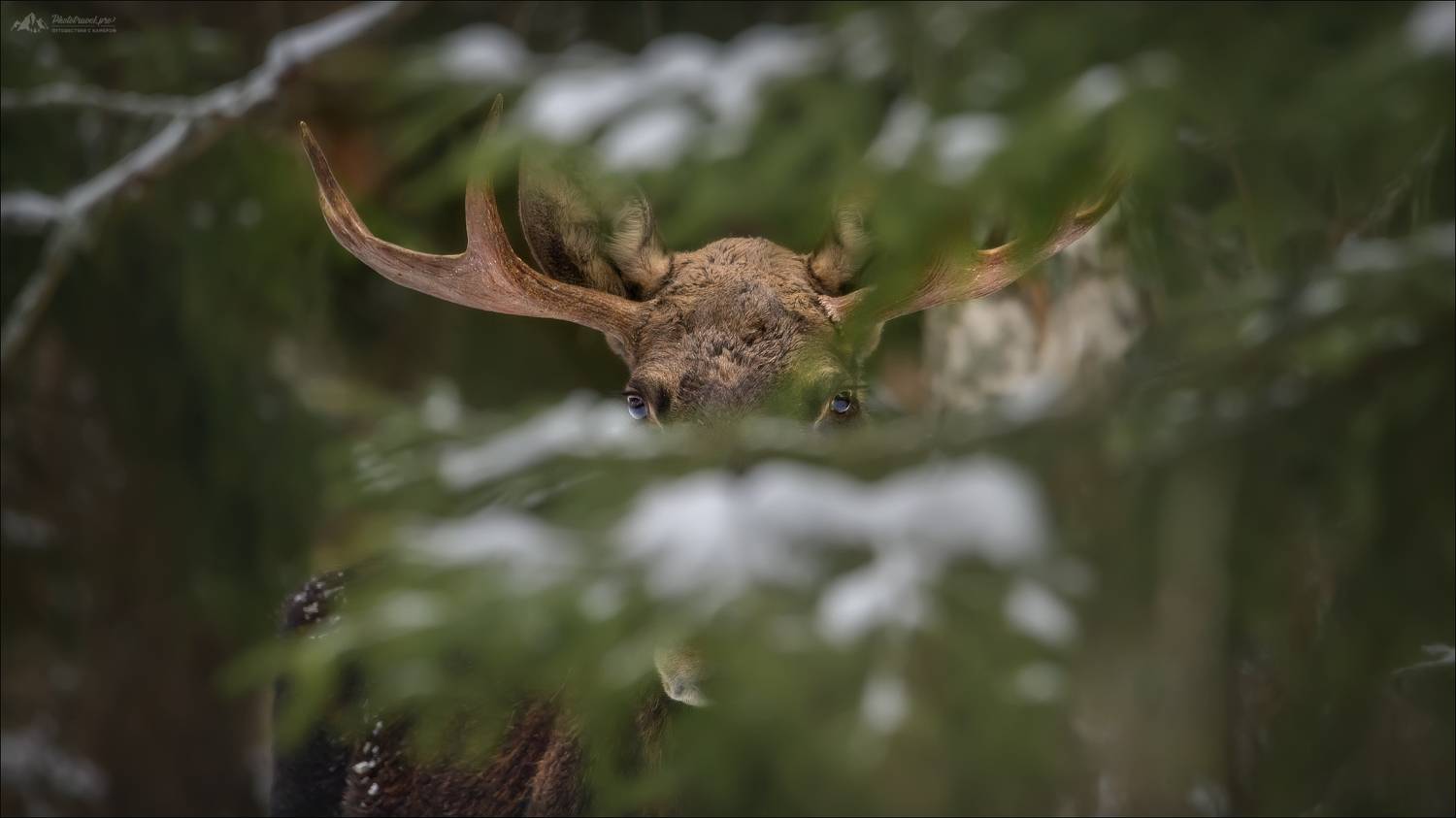 лось, красный бор, беларусь, фототур в красный бор, зима, moose, elk, фототуры 2024, Влад Соколовский