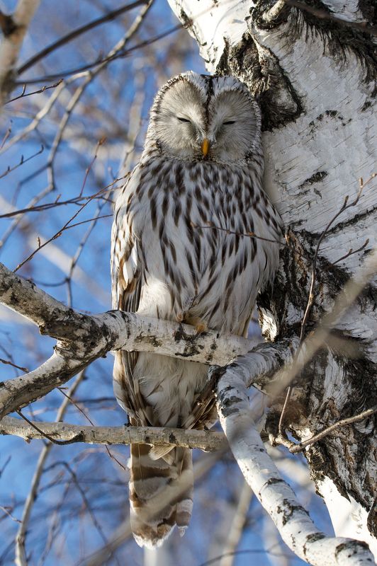 Так спят совы фото превью