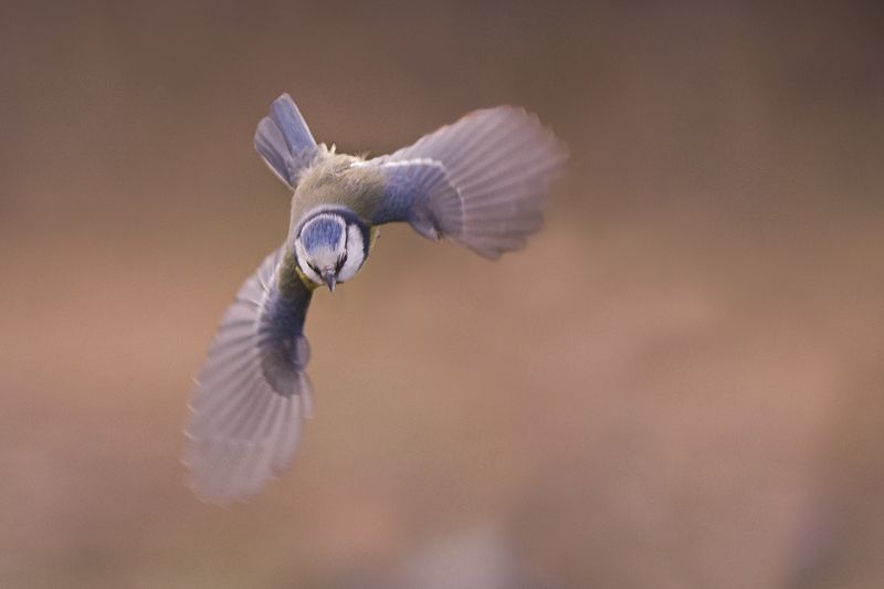 Устрем фото превью