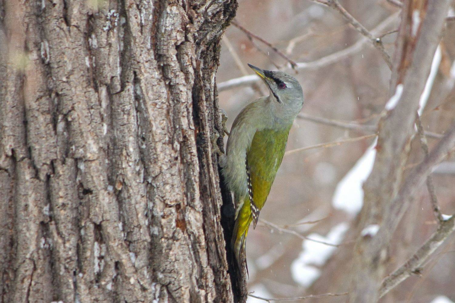 дятел, седой зелёный дятел, седоголовый дятел (picus canus), КарОл