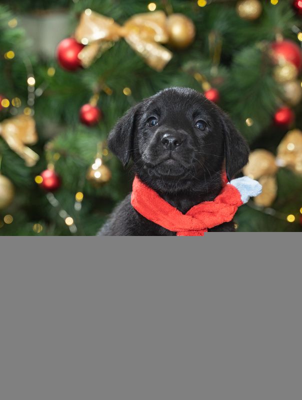 Фотопёс фото превью