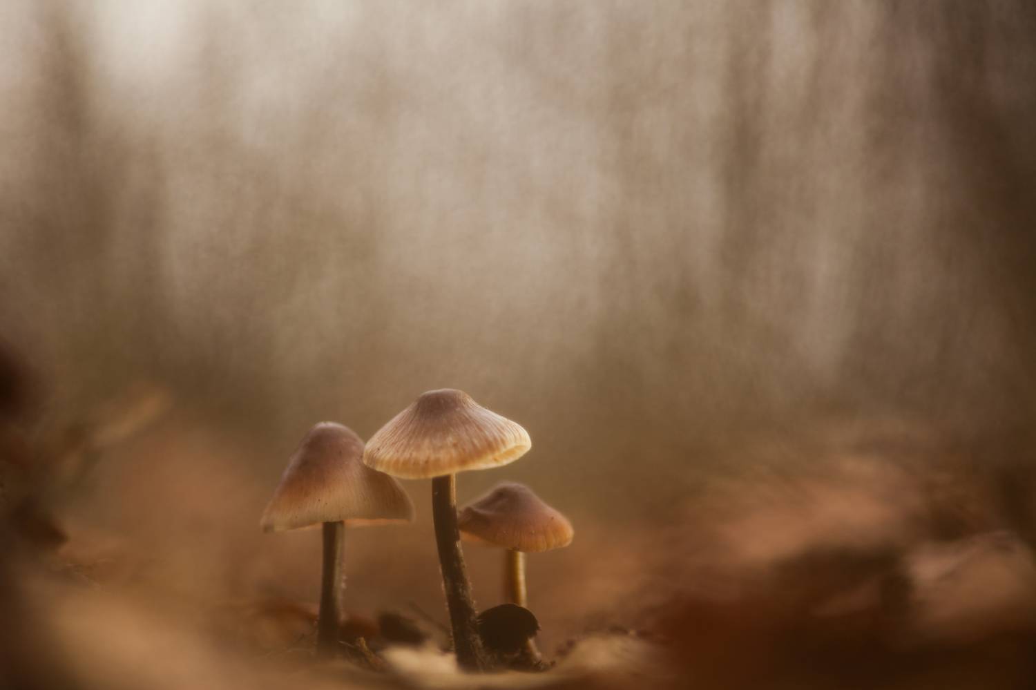 , Викулов Николай