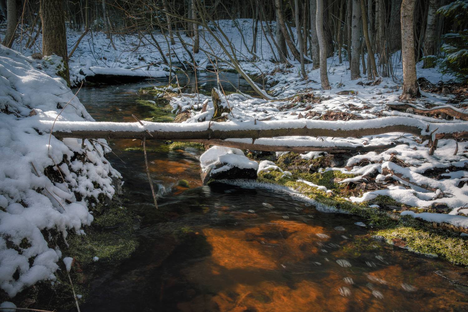 лес, деревья, ручей, снег, Валерий Вождаев