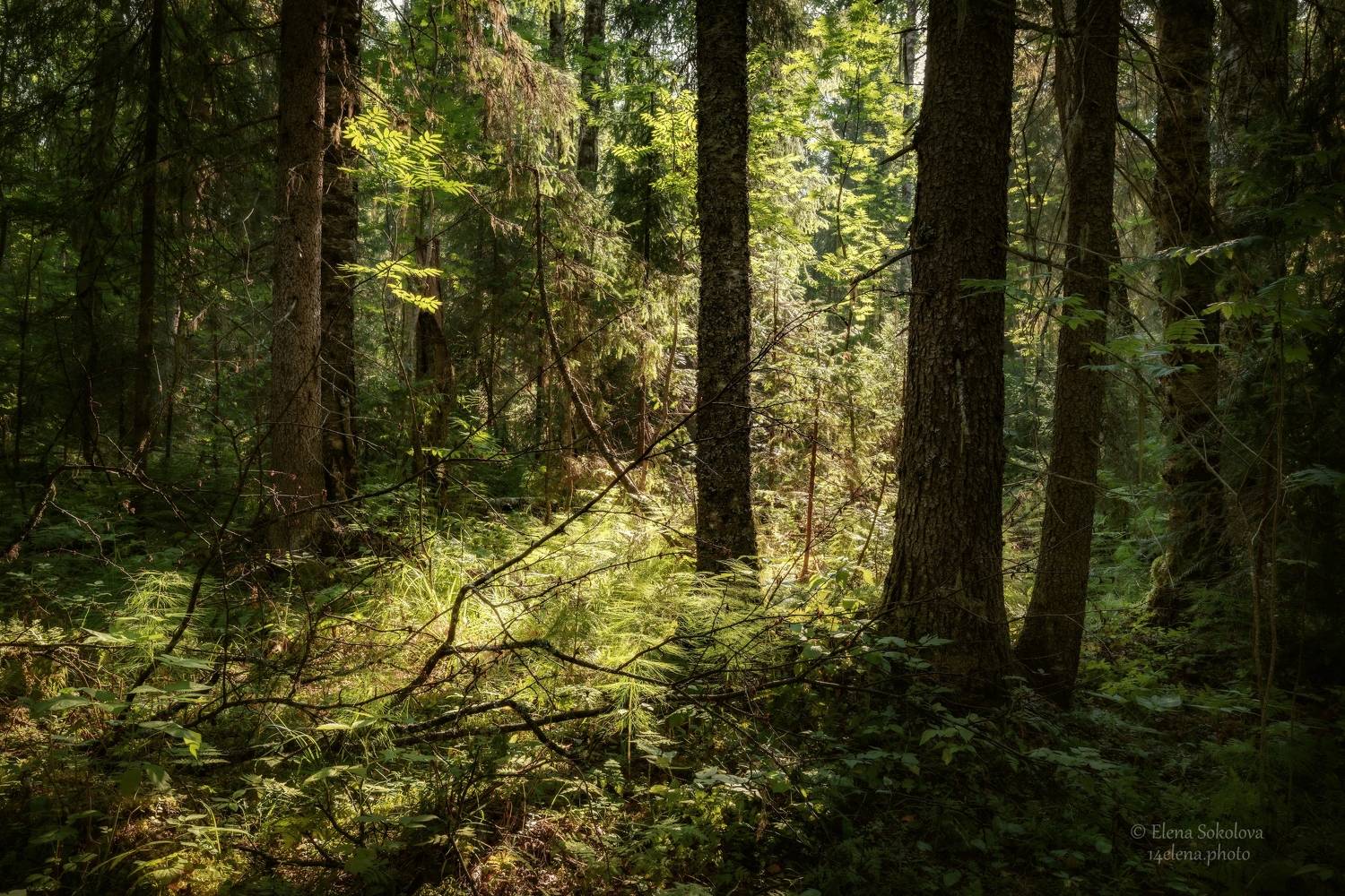 лес, лето, тайга, чаща, бурелом, дремучий лес, Соколова Елена