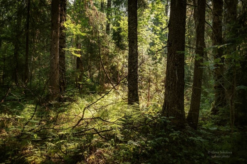 лес, лето, тайга, чаща, бурелом, дремучий лес Таёжная глухомань фото превью