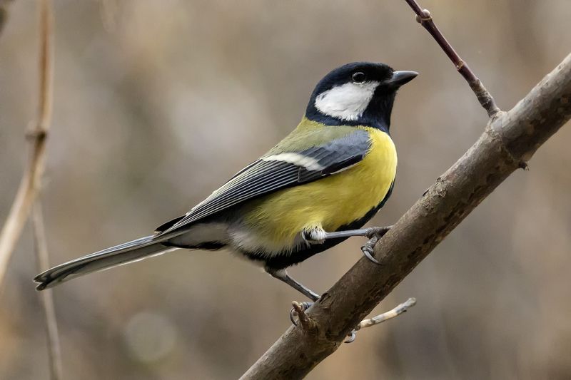 Синица большая фото превью