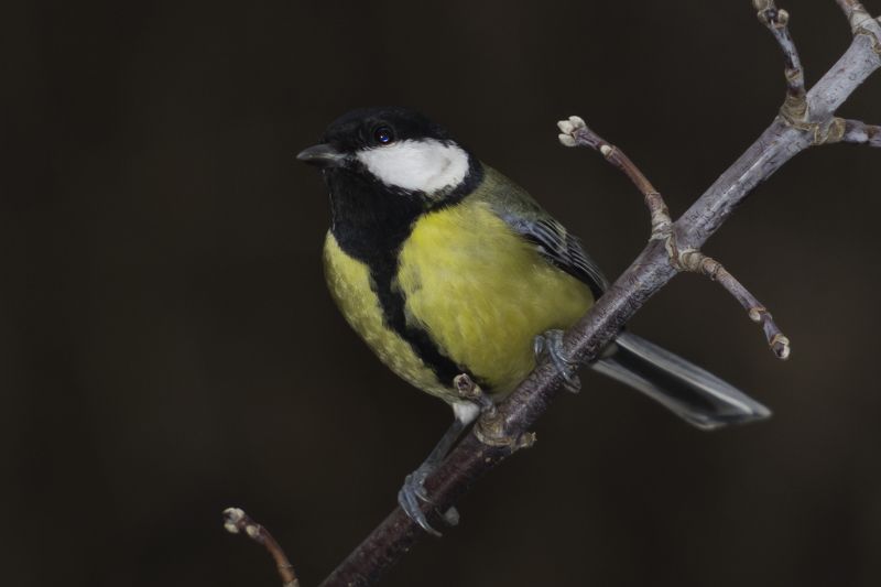 Синица большая фото превью