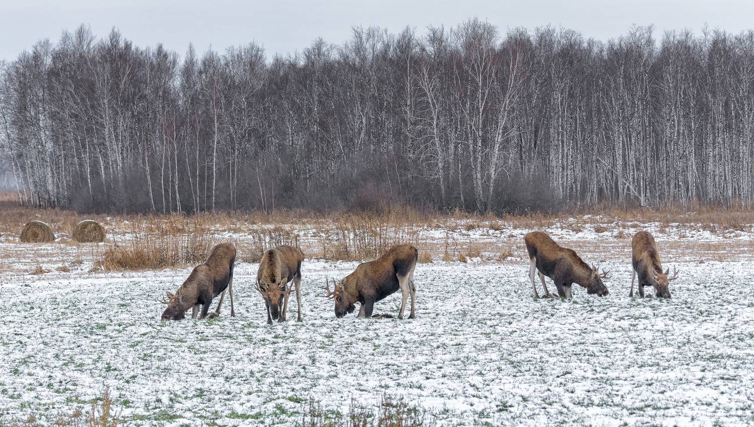 животное, лось, поле, озимые, зима,, Марина Мочалова
