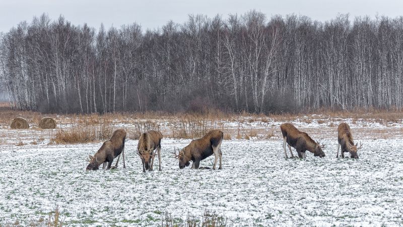 животное, лось, поле, озимые, зима, на озимых.. фото превью