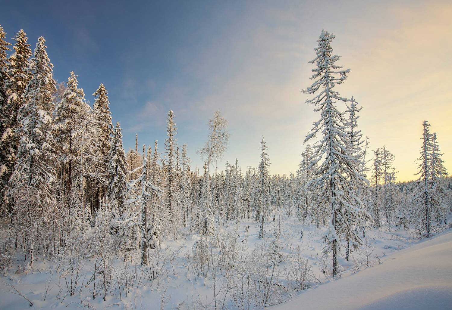 , Шишпанов Игорь