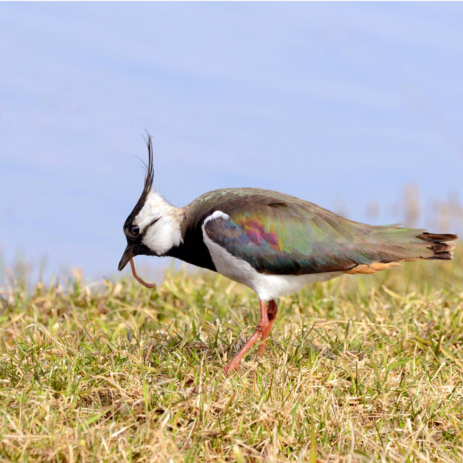 , Белоусов Михаил