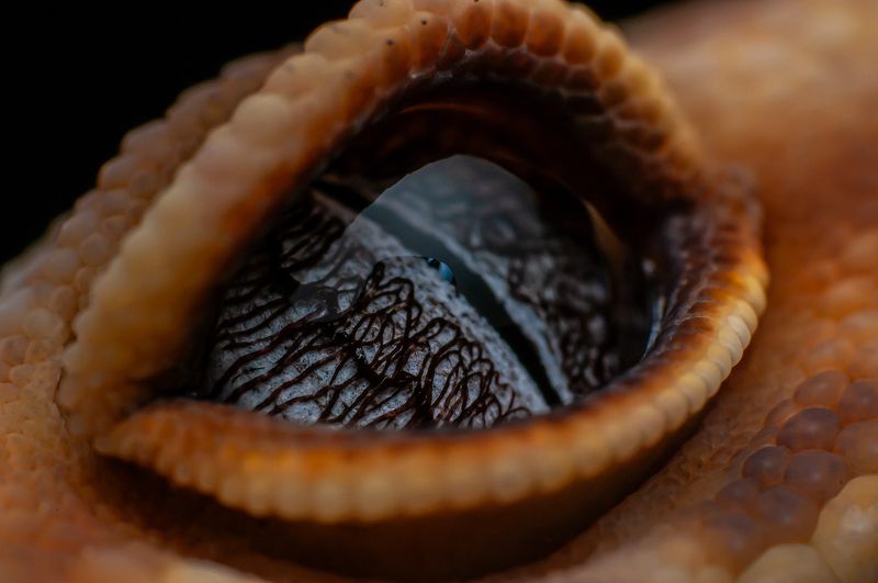 Closeup Eyeshot фото превью